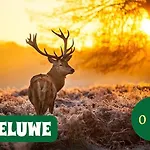 Boshuisje Dille Te Veluwe Chalet Putten